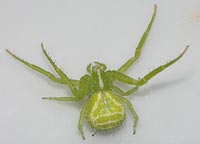 Heriaeus graminicola
