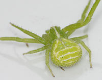 Heriaeus graminicola