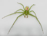 Heriaeus graminicola