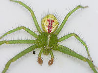 Heriaeus graminicola