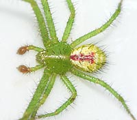 Heriaeus graminicola