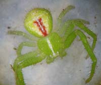 Heriaeus graminicola