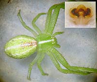Heriaeus melloteei