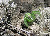 Heriaeus melloteei