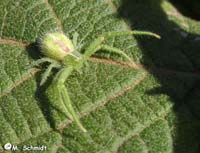 Heriaeus melloteei