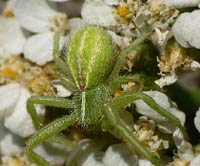Heriaeus melloteei