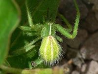 Heriaeus melloteei