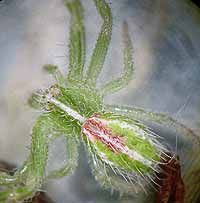 Heriaeus melloteei