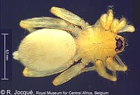 Heteroonops spinimanus