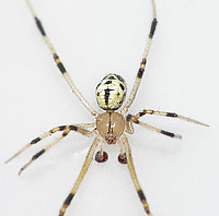 Heterotheridion nigrovariegatum