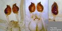 Theridion nigrovariegatum