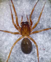 Hilaira excisa