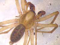 Histopona torpida