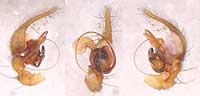 Histopona torpida