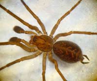 Histopona torpida