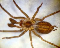 Histopona torpida