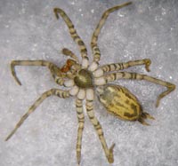 Histopona torpida