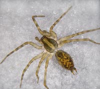 Histopona torpida