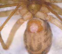 aHistopona torpida