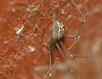 Holocnemus pluchei