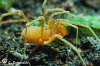 Holoscotolemon unicolor