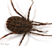 Homalenotus quadridentatus