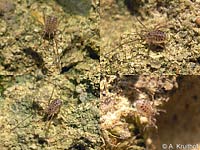 Homalenotus quadridentatus