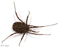 Homalenotus quadridentatus