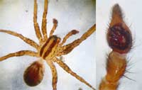 Hygrolycosa rubrofasciata