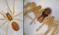 Hygrolycosa rubrofasciata