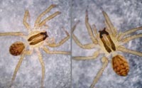 Hygrolycosa rubrofasciata