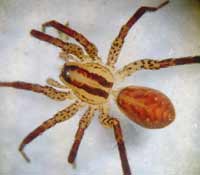 Hygrolycosa rubrofasciata