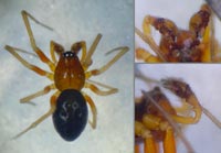Hylyphantes graminicola