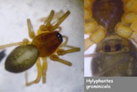 Hylyphantes graminicola