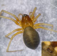 Hylyphantes graminicola