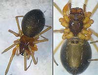 Hylyphantes graminicola