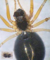 Hylyphantes nigritus