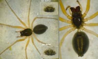 Hylyphantes nigritus
