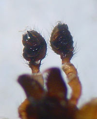 Hylyphantes nigritus