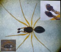 Hylyphantes nigritus