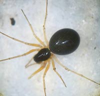 Hylyphantes nigritus