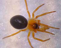 Hypomma bituberculata