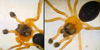 Hypomma bituberculata