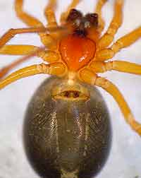Hypomma bituberculata
