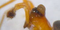 Hypomma bituberculata