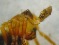 Hypomma bituberculata