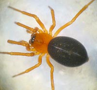 Hypomma bituberculata