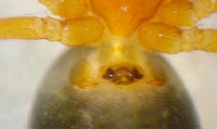 Hypomma bituberculata