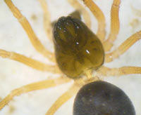 Hypomma cornutum