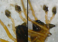 Hypomma cornutum